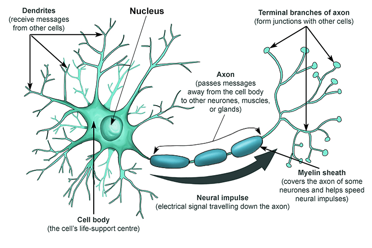 A typical neuron resembles the following.